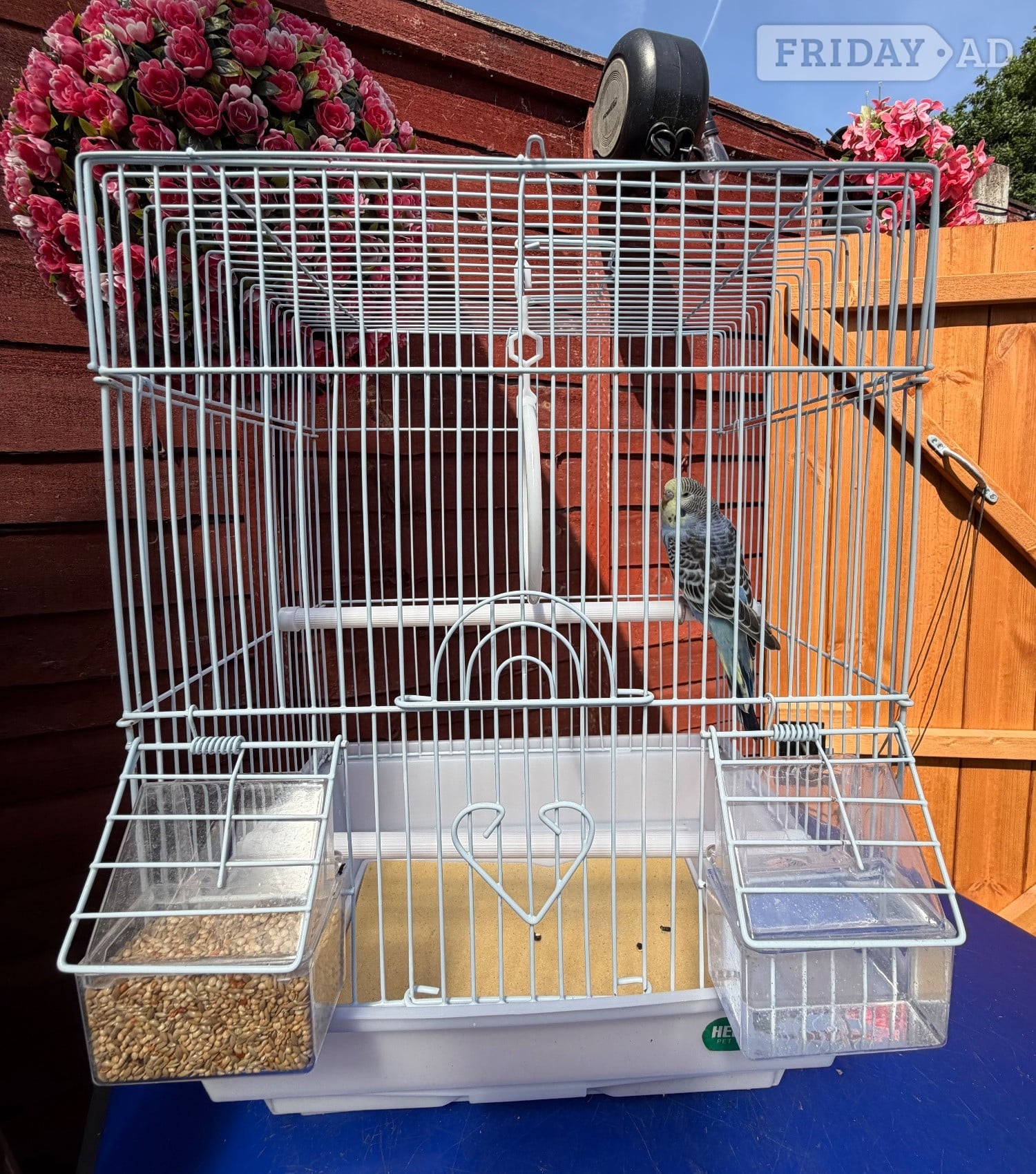 Blue & Yellow Baby budgie for sale complete with cage - Birds