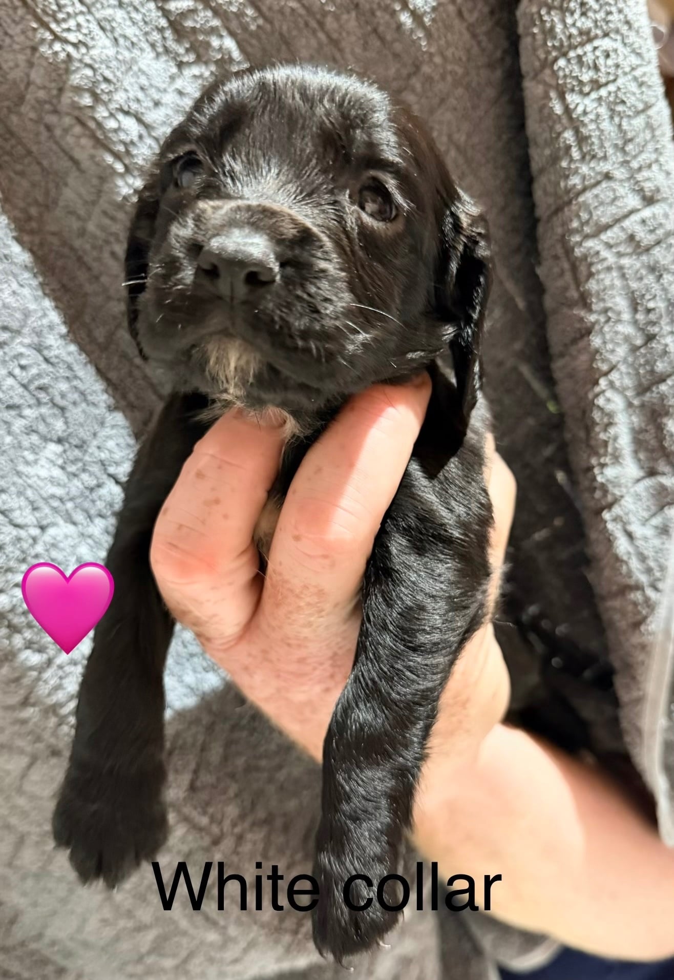 10 Sprocker puppies