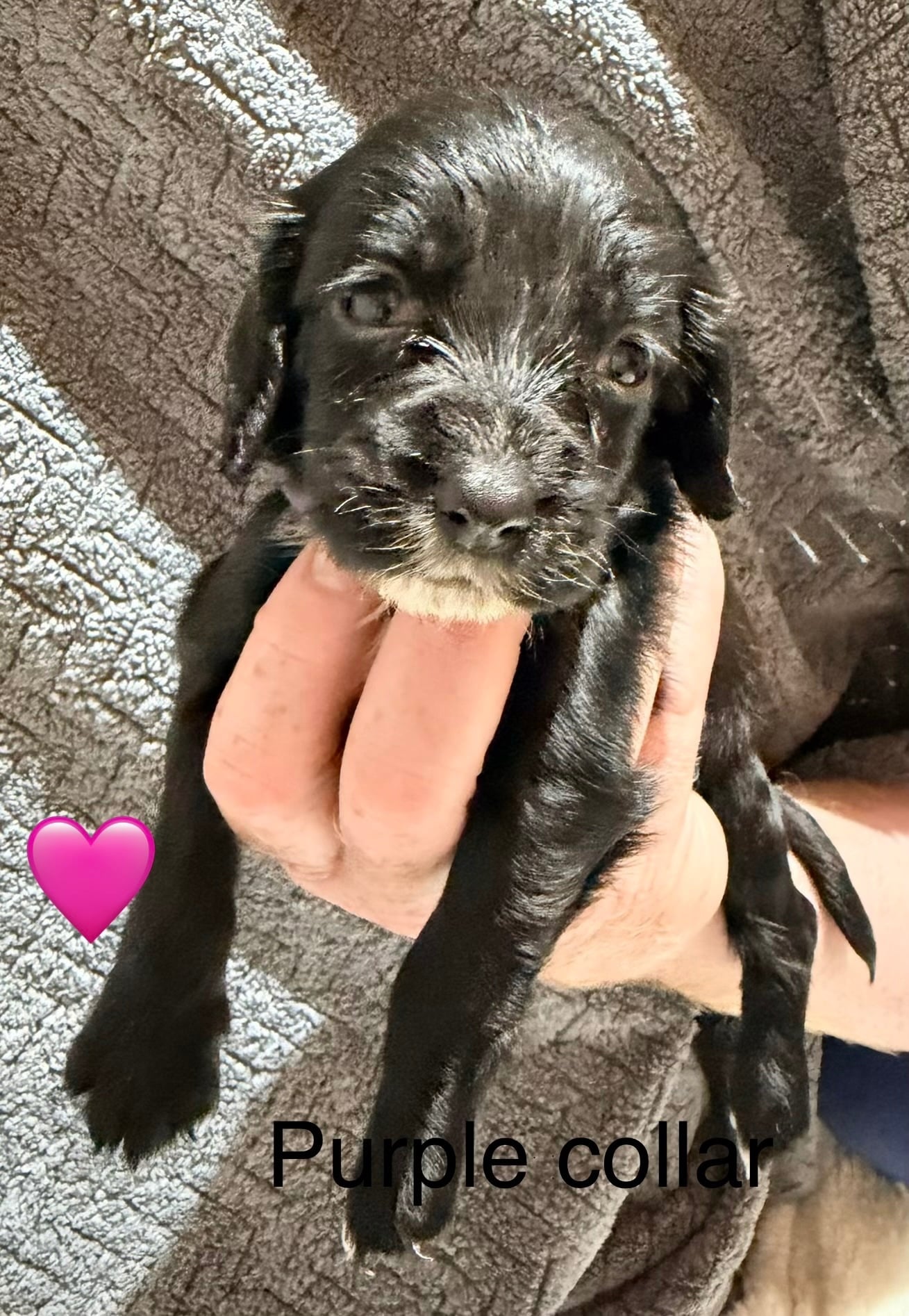 Ashford 10 Sprocker puppies