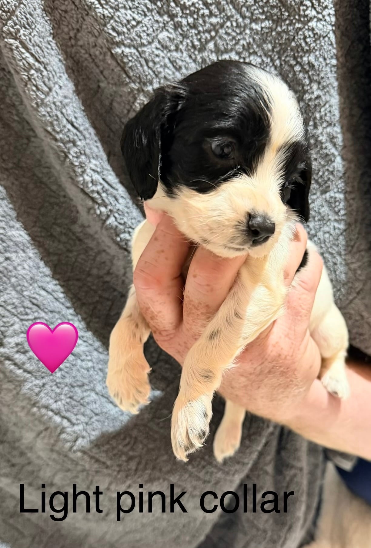 10 Sprocker puppies - Dogs & Puppies in Ashford