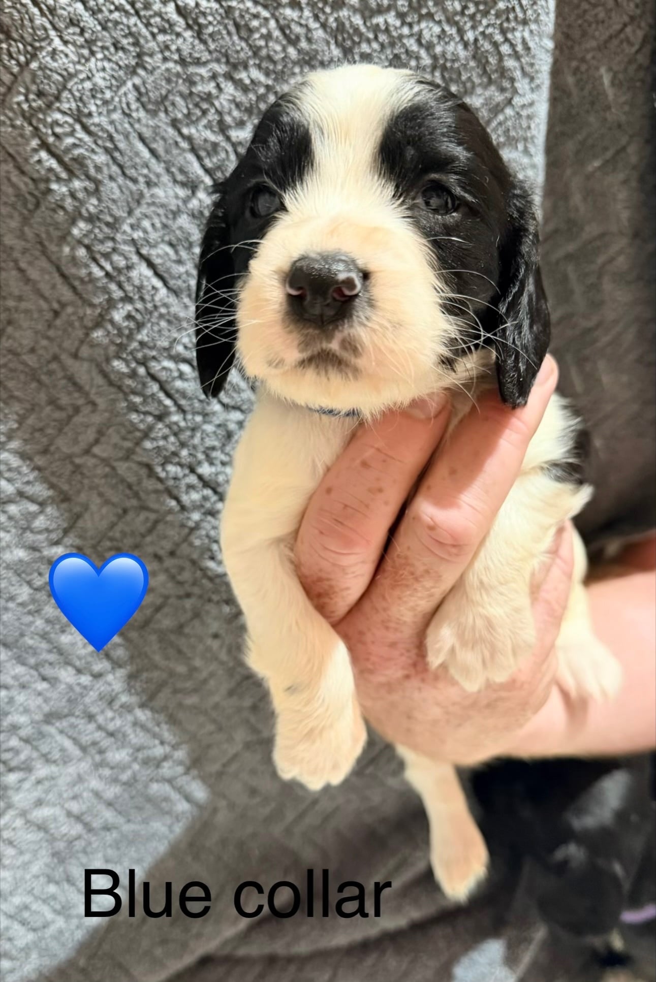 10 Sprocker puppies - Dogs & Puppies