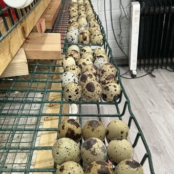 Jumbo Quail and jumbo quail eggs