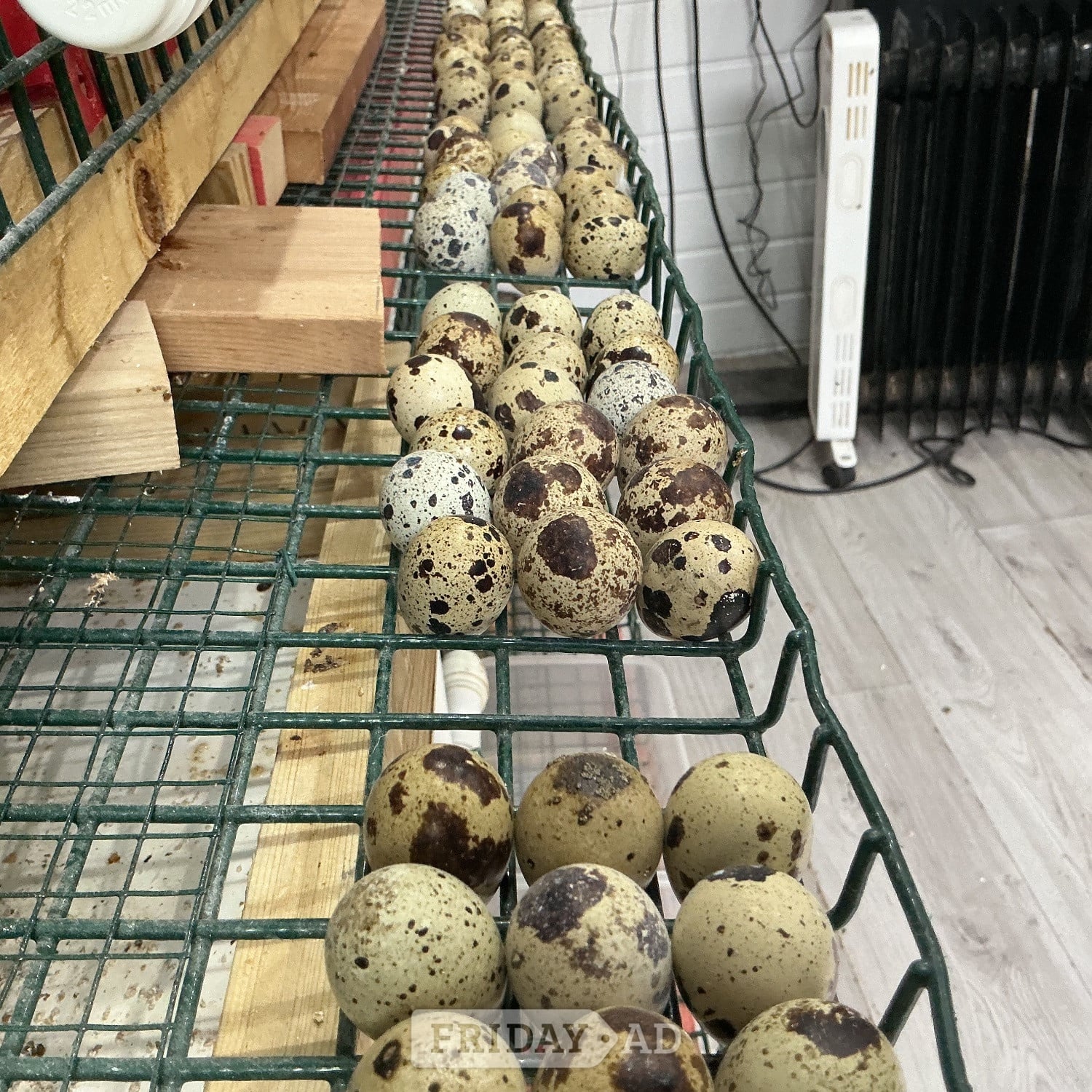 Jumbo Quail and jumbo quail eggs in Birmingham