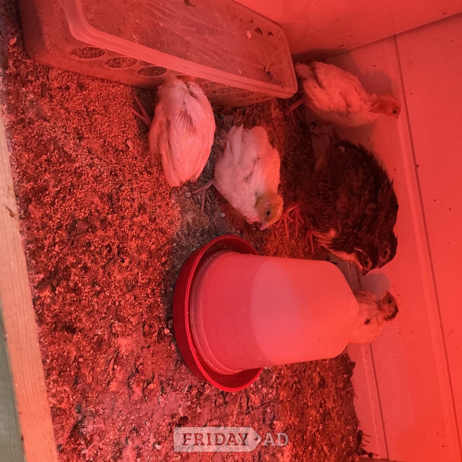 Jumbo Quail and jumbo quail eggs