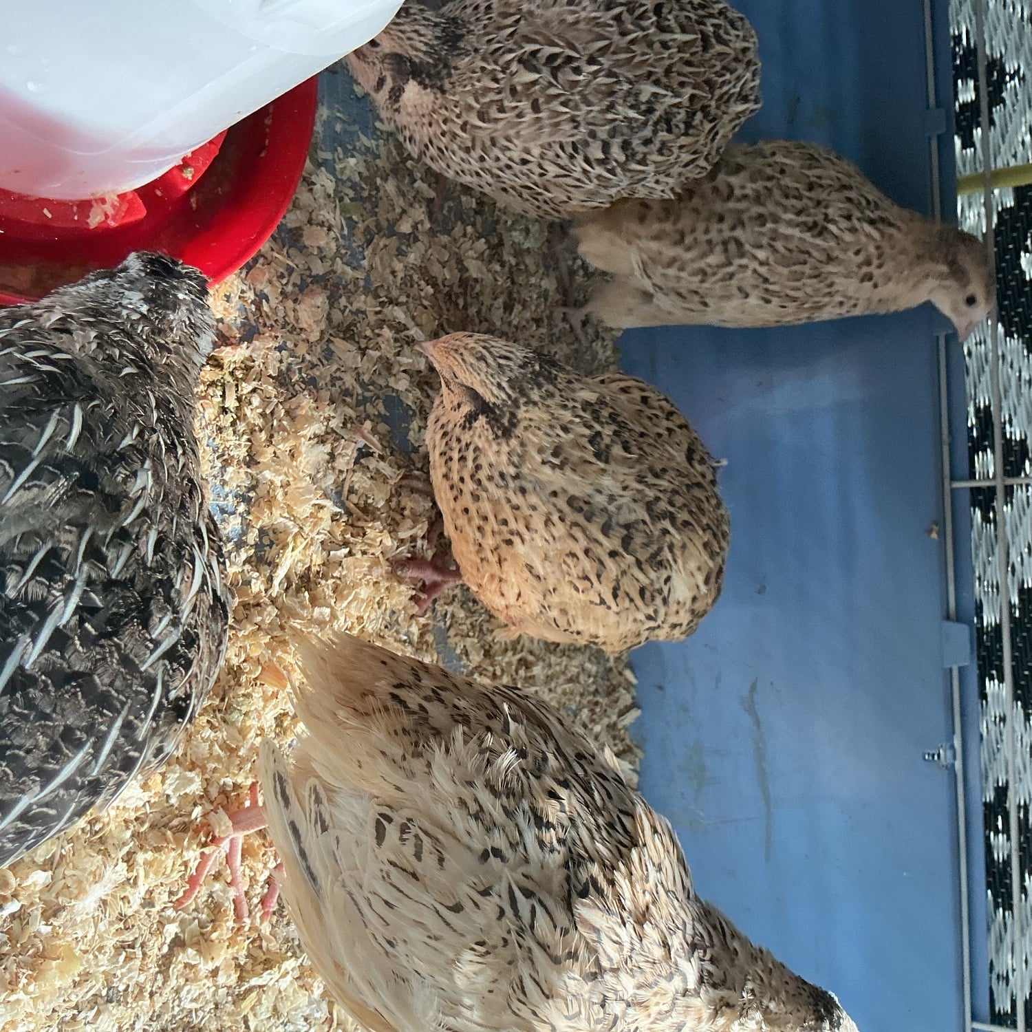 Birmingham Jumbo Quail and jumbo quail eggs