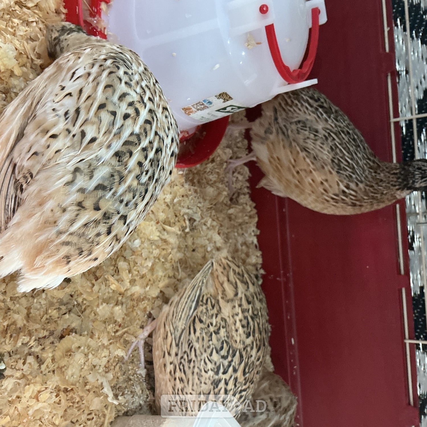 Jumbo Quail and jumbo quail eggs - Birds in Birmingham