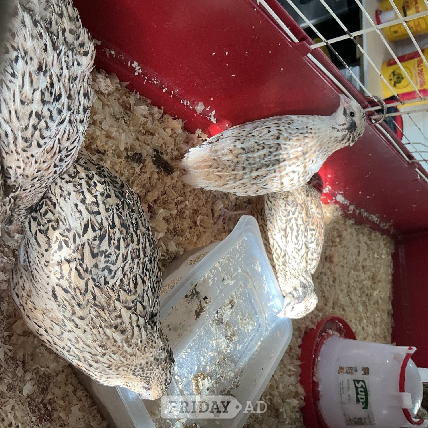 Jumbo Quail and jumbo quail eggs - Birds