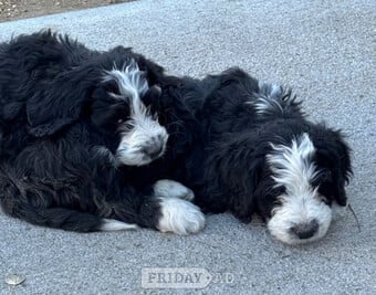 Full Bernedoodle Puppies