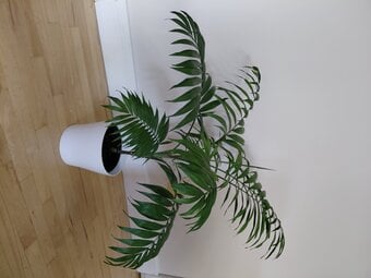 Another Beautiful Parlour Palm