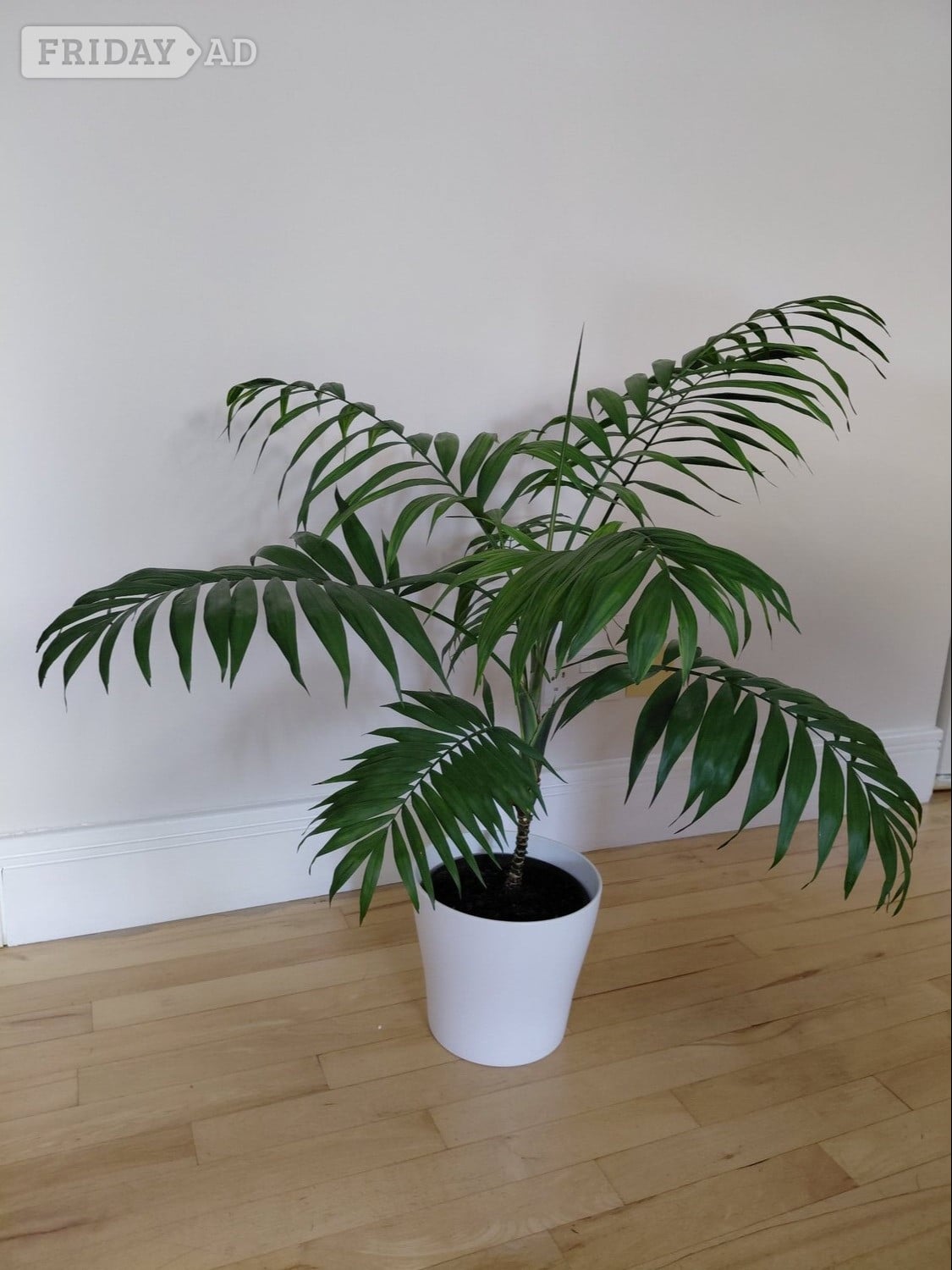 Another Beautiful Parlour Palm in Winchester
