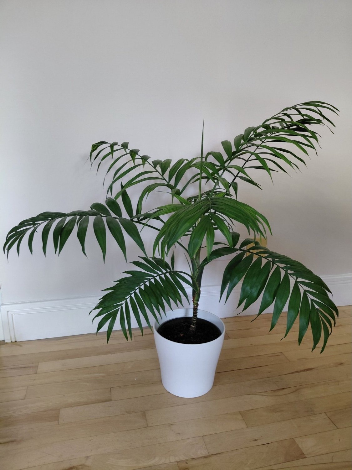 Another Beautiful Parlour Palm