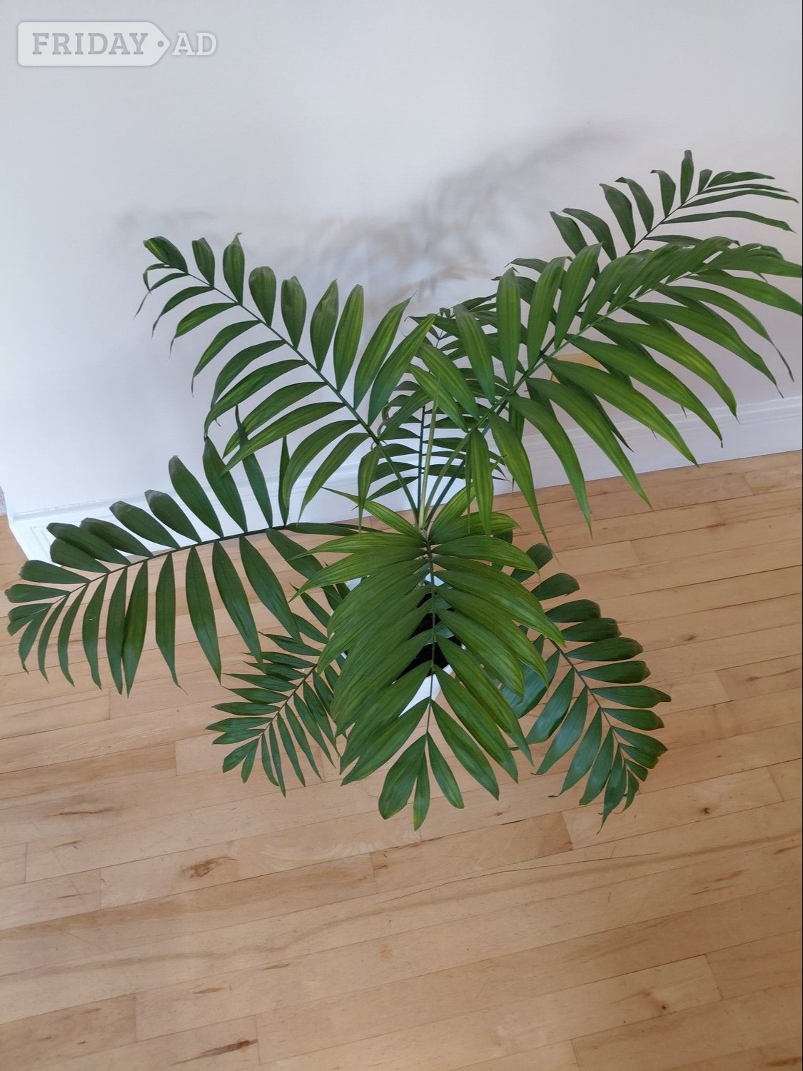 Winchester Another Beautiful Parlour Palm