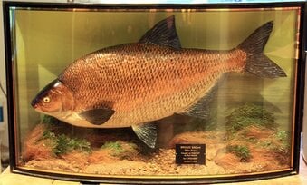 CASED FISH WANTED antique TAXIDERMY COOPER HOMER GRIGGS BEST PRICES PAID 