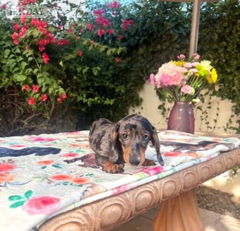 Dachshunds Miniature KC Long Haired Short Haired Dapples & English Creams
