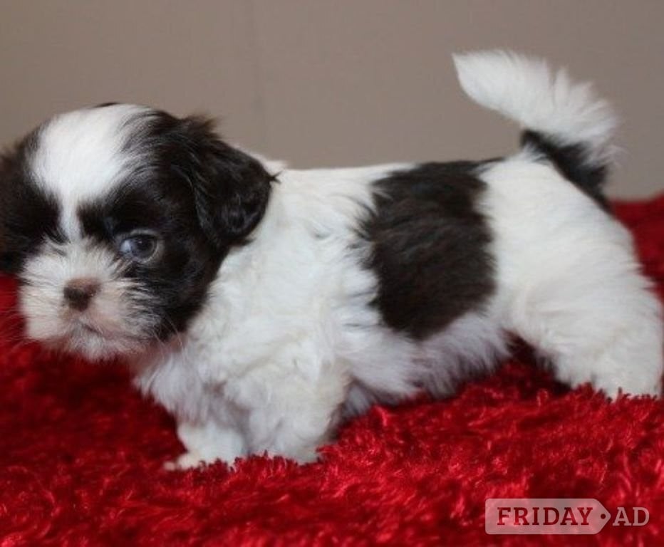 Shih tzu Purebred