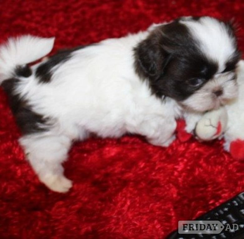 Aberdeen Shih tzu Purebred