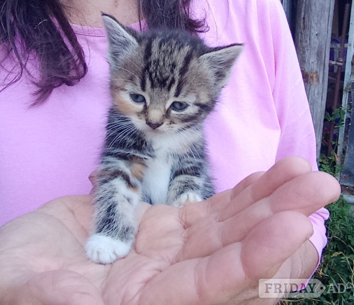 Beautiful friendly kittens 