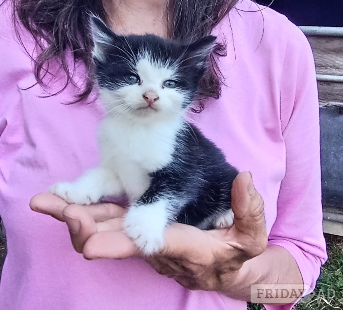Pulborough Beautiful friendly kittens 