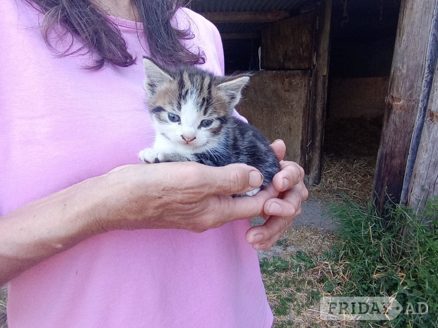 Beautiful friendly kittens  - Cats & Kittens in Pulborough