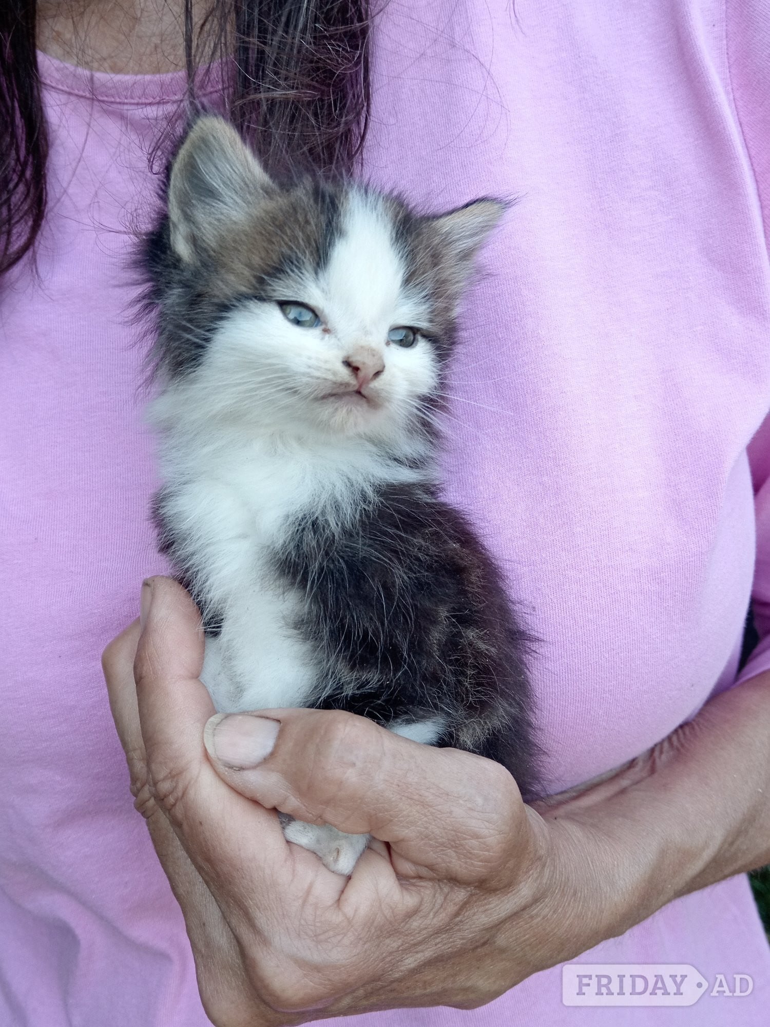 Beautiful friendly kittens  - Cats & Kittens