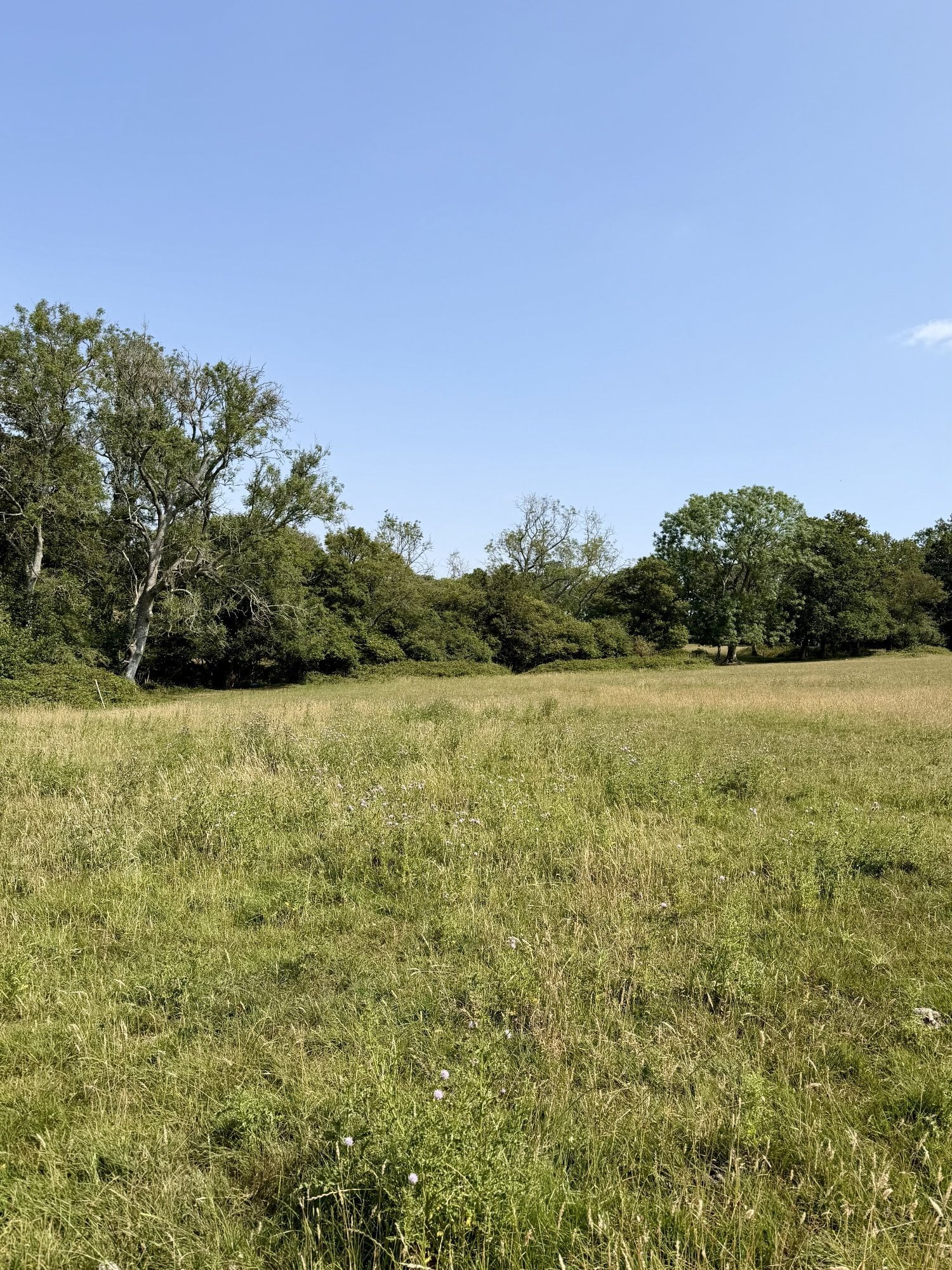 Freehold Land - Plot 18A,.46 Acres, Cowden, Kent - Land in Edenbridge