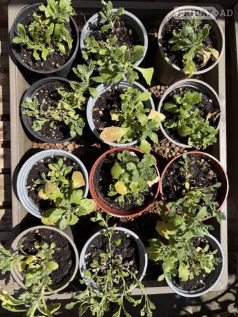 Aubretia plants cascade mix