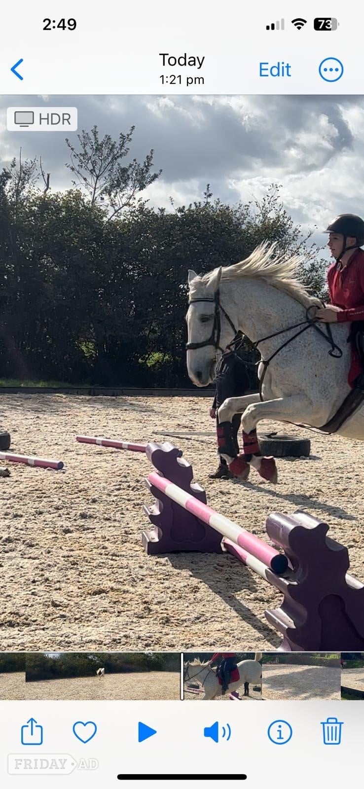 Allrounder handsome flea bitten grey  in Mayfield