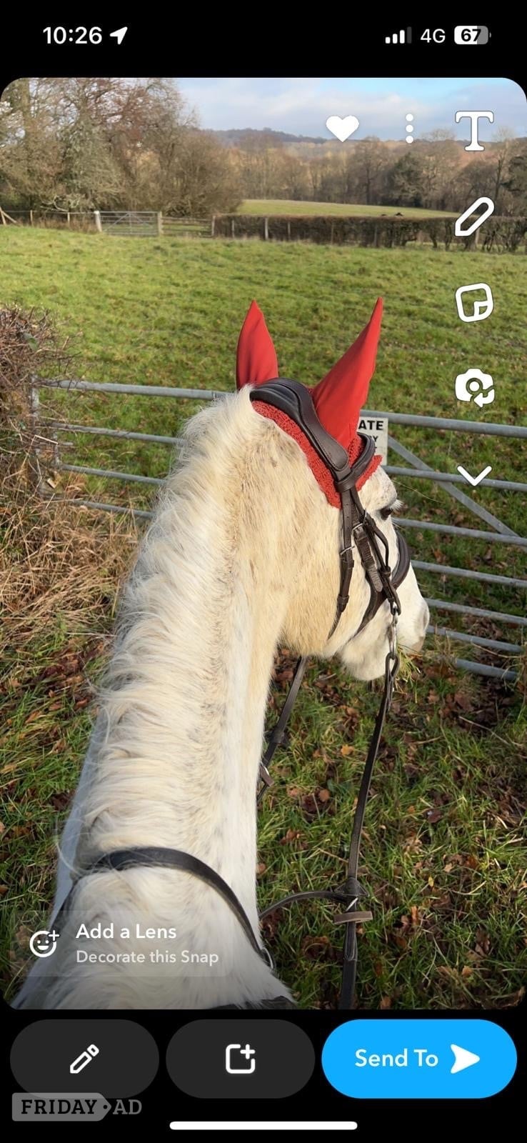 Allrounder handsome flea bitten grey 