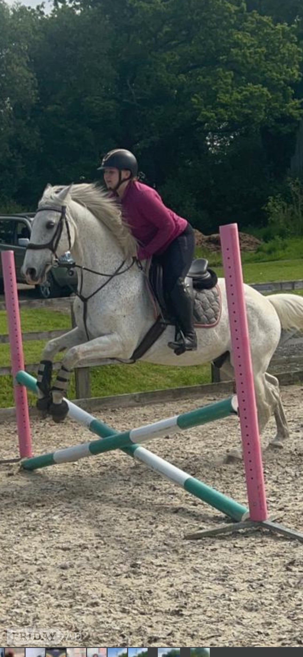 Mayfield Allrounder handsome flea bitten grey 