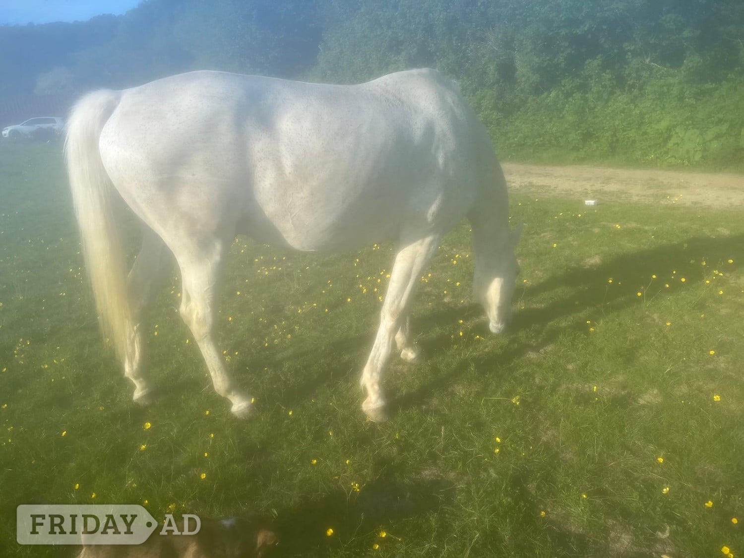 Allrounder handsome flea bitten grey  - Horses in Mayfield