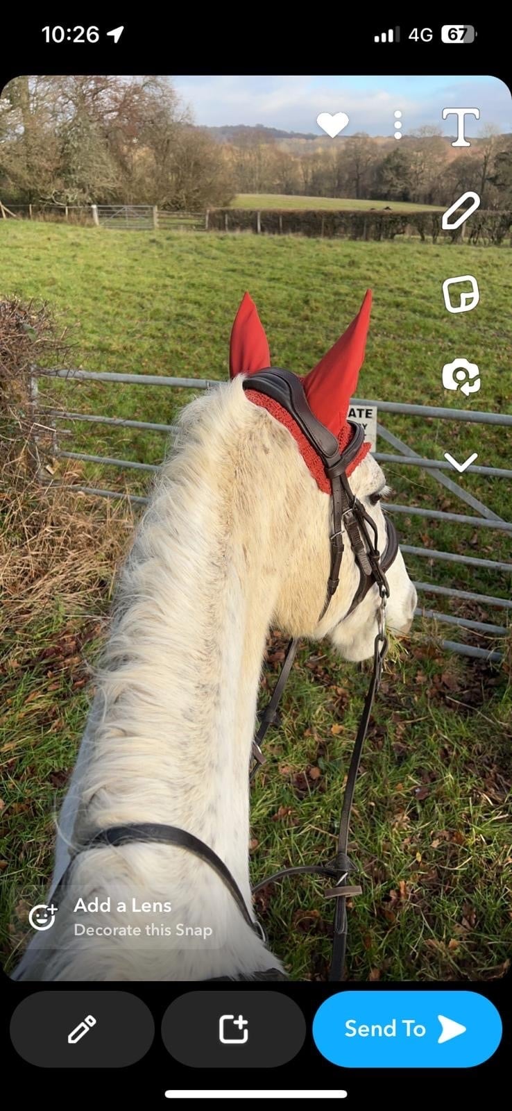 Allrounder handsome flea bitten grey 