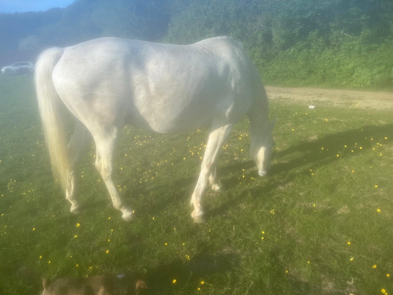 Allrounder handsome flea bitten grey  - Horses in Mayfield
