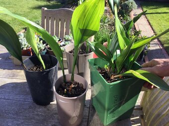 Aspidistra house plants. 