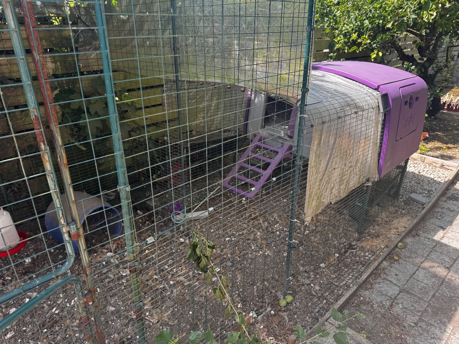 Omlet eggy and run  - Agricultural in Brighton