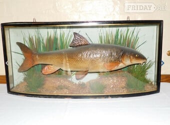 ANTIQUE CASED FISH WANTED STUFFED FISH HOMER COOPER ANSTISS. HIGHEST PRICES PAID