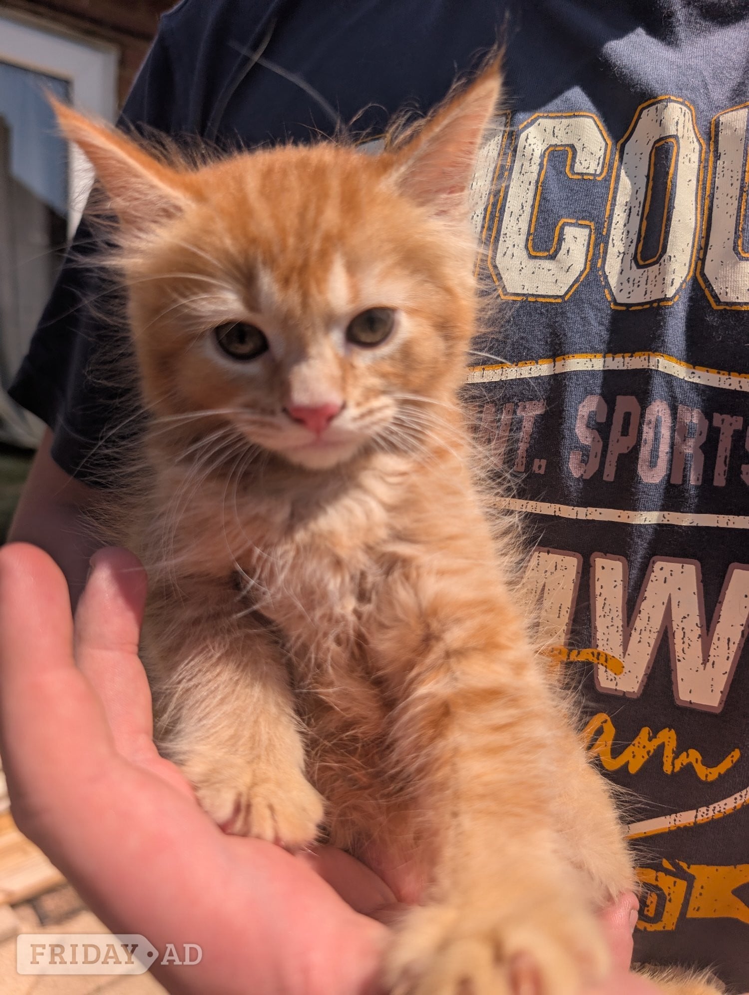 4 beautiful ginger kittens for sale  in Eastbourne