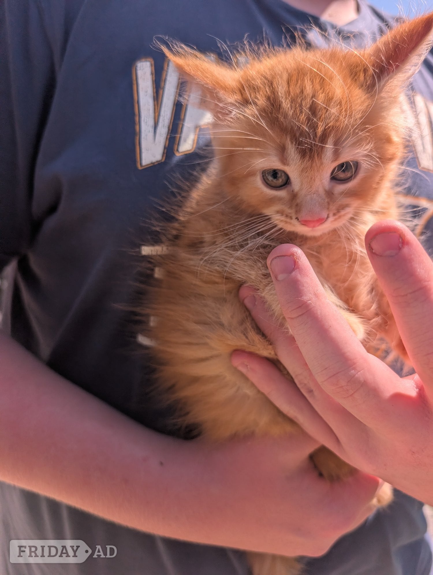 4 beautiful ginger kittens for sale 