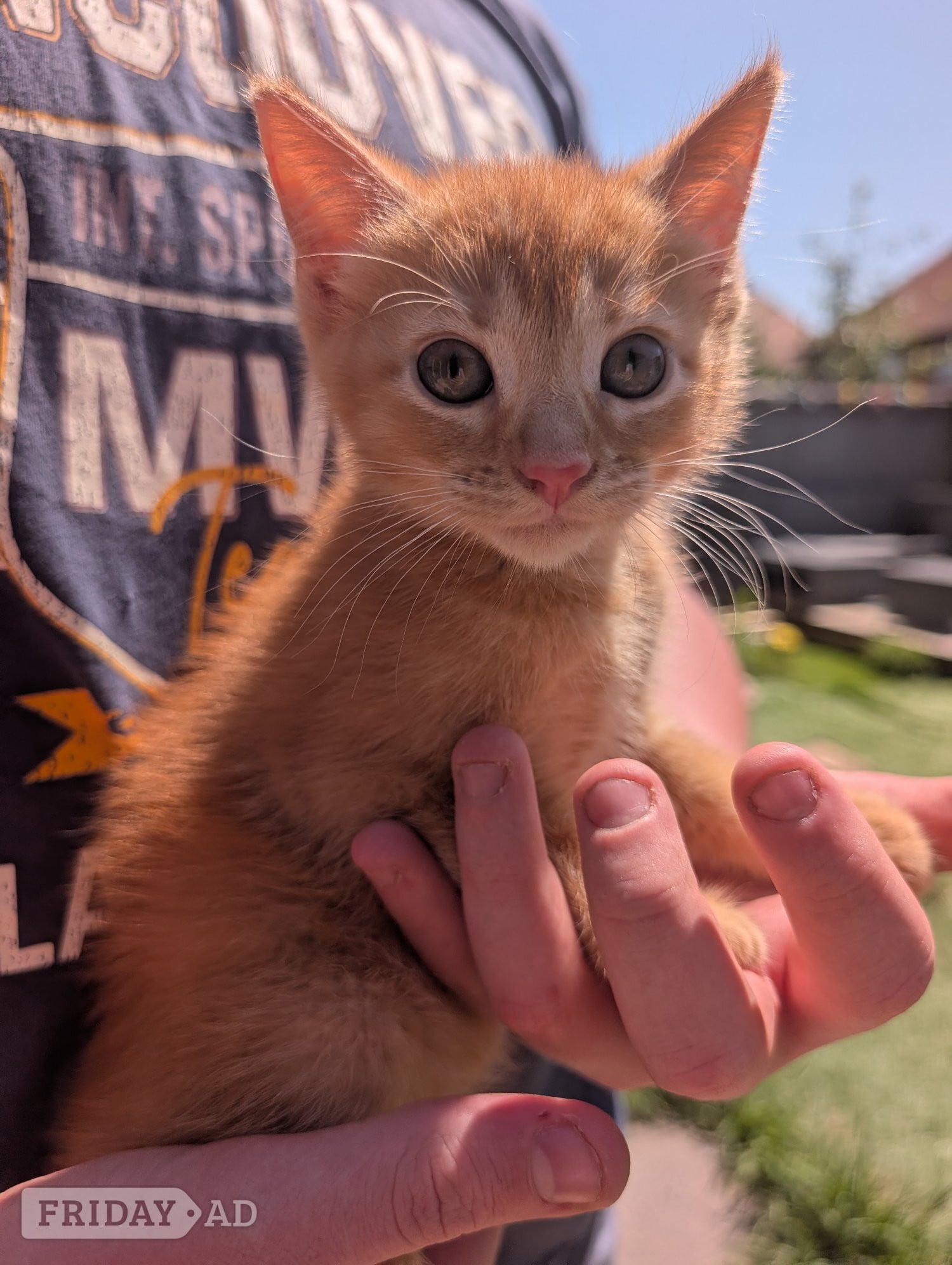 Eastbourne 4 beautiful ginger kittens for sale 