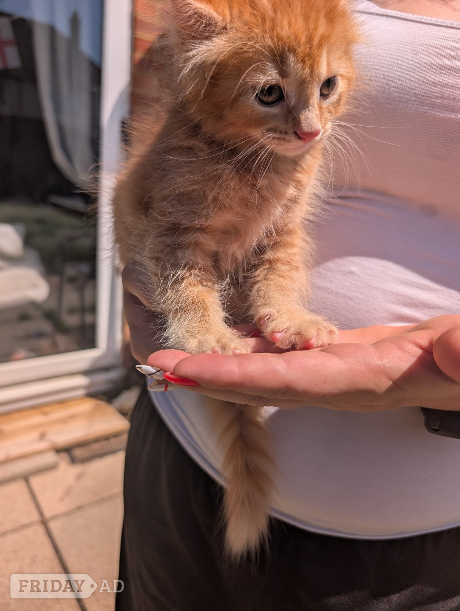 4 beautiful ginger kittens for sale  - Cats & Kittens in Eastbourne