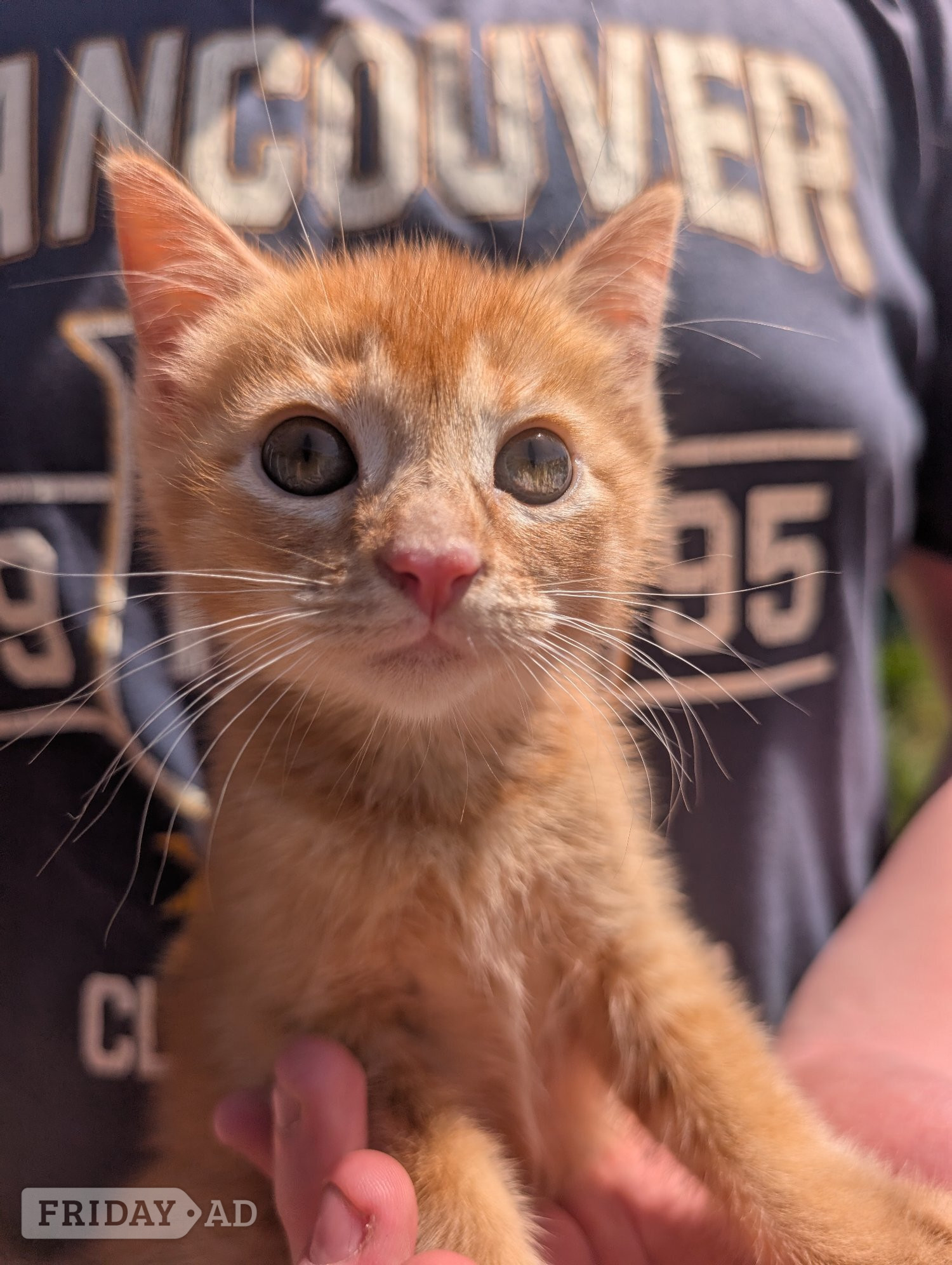 4 beautiful ginger kittens for sale  - Cats & Kittens