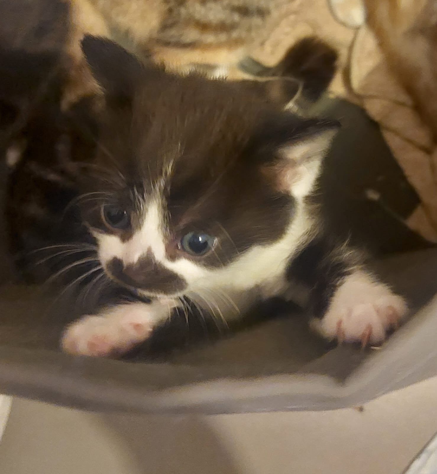 Kitten  for sale 