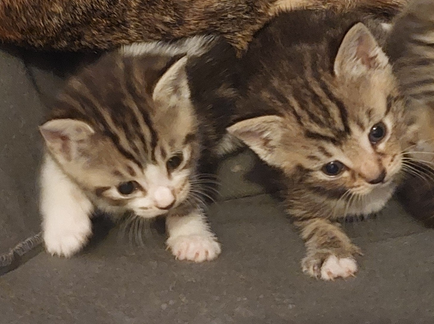 Crawley Kitten  for sale 
