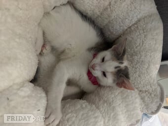 Bengal cross main coon