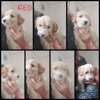 2 x Cockapoo & jack Russell Pups Ready DNA health tested clear Mum 