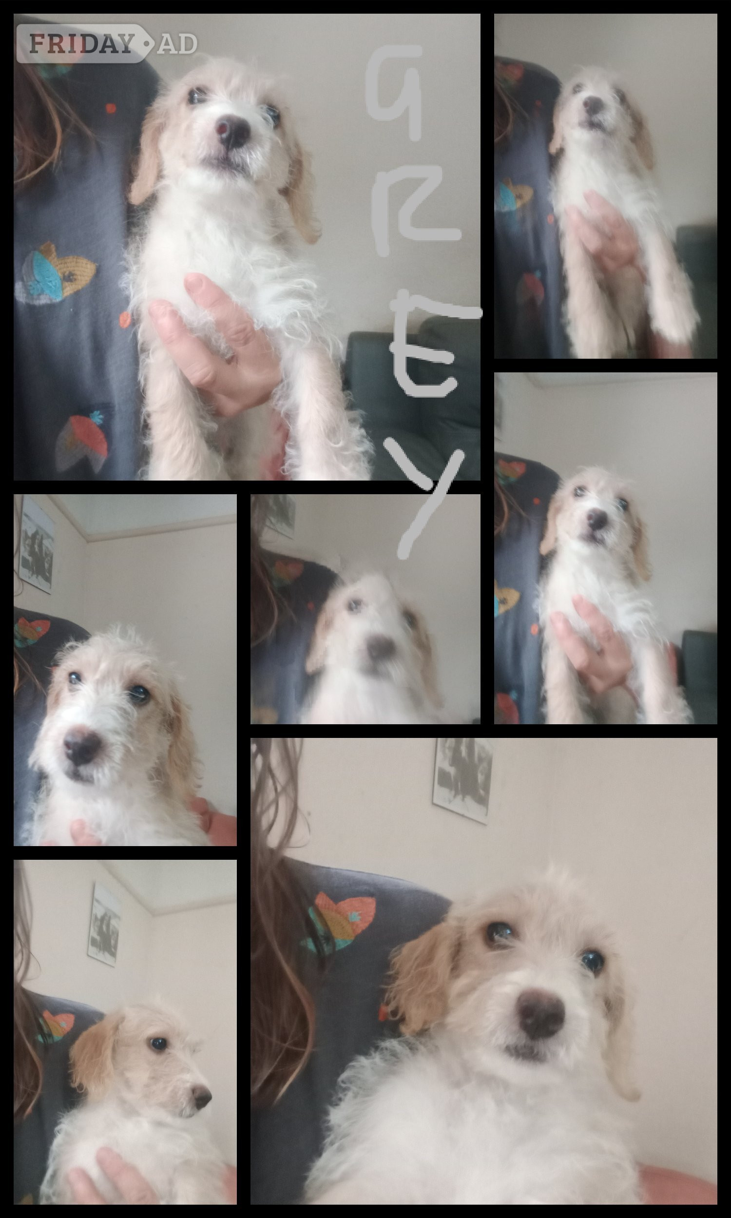 2 x Cockapoo & jack Russell Pups Ready DNA health tested clear Mum 