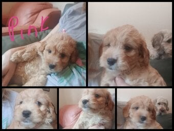 Cockapoo & jack Russell hybrid Ready in couple of weeks 