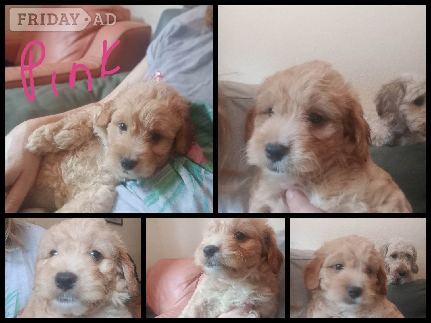 Cockapoo & jack Russell hybrid Ready week beginning 20thJuly!  in Skegness