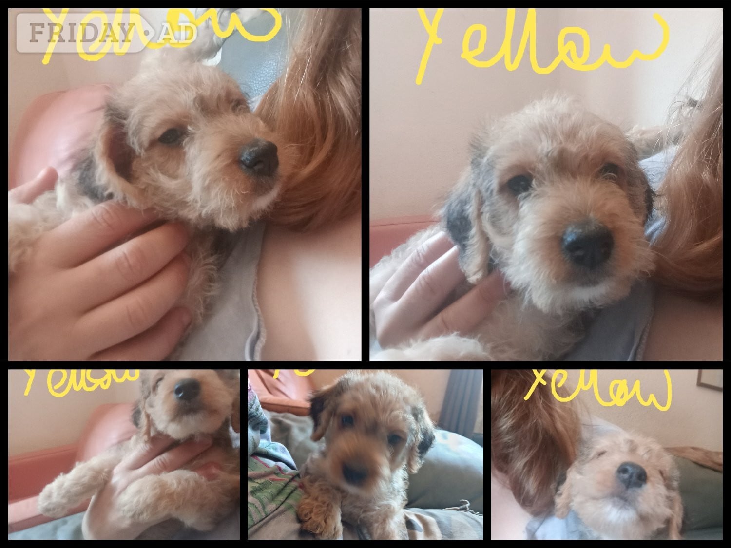Cockapoo & jack Russell hybrid Ready week beginning 20thJuly!  - Dogs & Puppies in Skegness