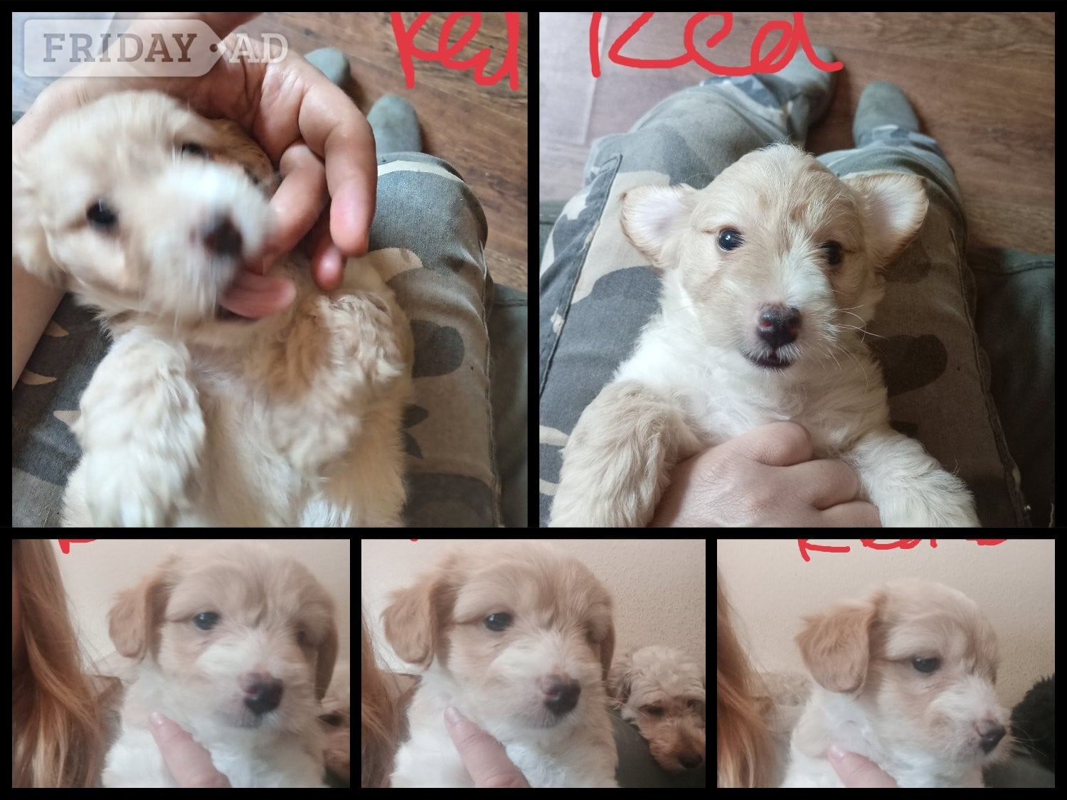 Cockapoo & jack Russell hybrid Ready week beginning 20thJuly!  - Dogs & Puppies