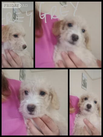 Cockapoo & jack Russell Pups Ready DNA health tested clear Mum 